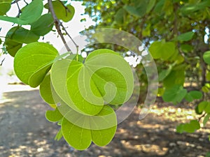 Apta tree leaves distribute on the Dussehra occasion in India.