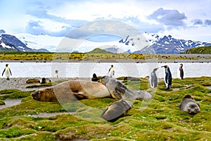 Cute king penguins and snuggling giant sea elephants in beautiful landscape of South Georgia, Antarctica.