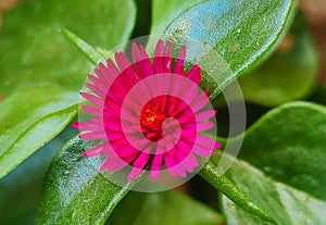 Aptenia cordifolia produces petite, dainty flowers that resemble daisies.