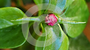 Aptenia cordifolia produces petite, dainty flowers that resemble daisies.