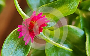 Aptenia cordifolia produces petite, dainty flowers that resemble daisies.