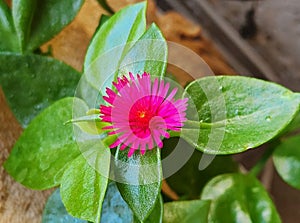 Aptenia cordifolia produces petite, dainty flowers that resemble daisies.