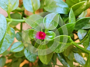 Aptenia cordifolia produces petite, dainty flowers that resemble daisies.