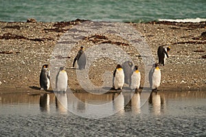 Aptenodytes patagonicus black and white King Penguins living in Antartica and south America