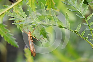 Apterobittacus apterus bug