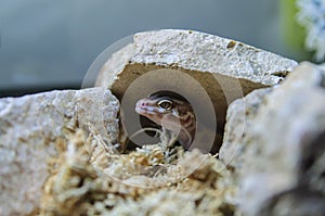 Aptor Hybrid Leopard Gecko