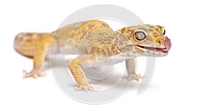 Aptor Leopard gecko, Eublepharis macularius