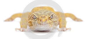 Aptor Leopard gecko, Eublepharis macularius