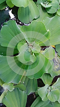 apu-apu (Pistia stratiotes)