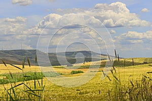 Between Apulia and Basilicata.Hilly landscape with cornfields.ITALY.