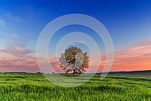 Between Apulia and Basilicata. Hilly spring: sunrise with lonely tree in bloom. Italy.