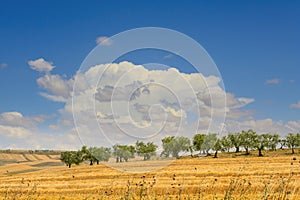 Between Apulia and Basilicata:olive grove on the fields harvested.Hilly countryside dominated by cl