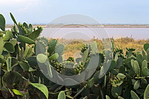 Apulia: Salt evaporation pond and cactus