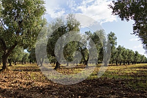 Apulian olive grove