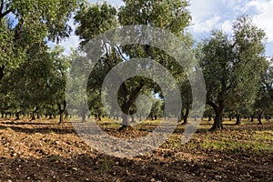 Apulian olive grove-2