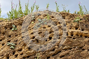 Apus swift nests. Many mink nests of birds swift on a vertical sandy shore