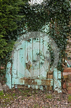 An aqua blue old garden gate that needs repair covered in ivy