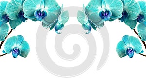 Aqua blue orchid on white background close-up. Aqua blue orchid flowers studio photo. Branch of orchid horizontal photo