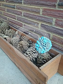 Aqua blue pine cone