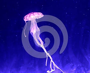 Aqua Jellyfishes Aquarium Neon Jellyfish Sea Jellies Gelatinous Zooplankton Water Marine Life Transparent Ocean Glow in the dark