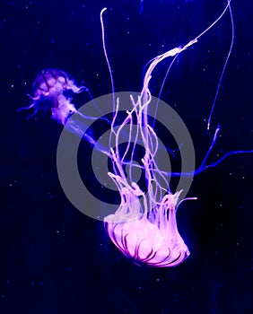 Aqua Jellyfishes Aquarium Neon Jellyfish Sea Jellies Gelatinous Zooplankton Water Marine Life Transparent Ocean Glow in the dark