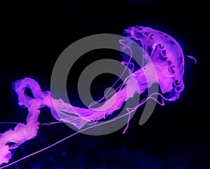 Aqua Jellyfishes Aquarium Neon Jellyfish Sea Jellies Gelatinous Zooplankton Water Marine Life Transparent Ocean Glow in the dark