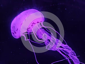 Aqua Jellyfishes Aquarium Neon Jellyfish Sea Jellies Gelatinous Zooplankton Water Marine Life Transparent Ocean Glow in the dark