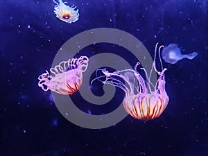 Aqua Jellyfishes Aquarium Neon Jellyfish Sea Jellies Gelatinous Zooplankton Water Marine Life Transparent Ocean Glowing Fungus