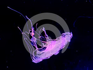 Aqua Jellyfishes Aquarium Neon Jellyfish Sea Jellies Gelatinous Zooplankton Water Marine Life Transparent Ocean Glowing Fungus