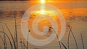 Aqua Plants Silhouetted At Sunrise