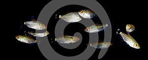 Aquaarium fish. Characidae family photo