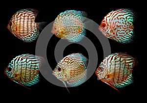 Aquaarium fish. Cichlidae family