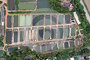 Aquaculture business of prawn and fish farm and aerator pump in dug pond