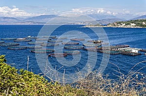 Aquaculture on Corfu