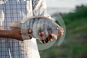 Aquaculture farmers hold quality tilapia yields in hand. Tilapia Farming