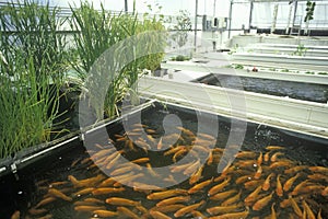 Aquaculture fish farming at the University of Arizona Environmental Research Laboratory in Tucson, AZ