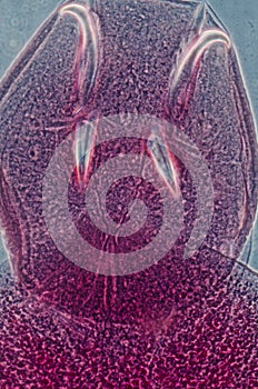 Aquaculture fish parasite Benedenia photo