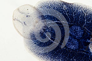 Aquaculture fish parasite Benedenia photo