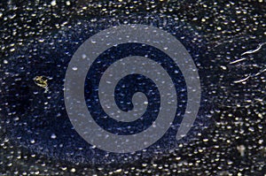 Aquaculture fish parasite Benedenia