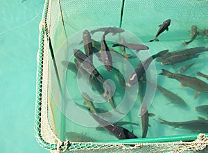 Aquaculture and production of grass carp, ctenopharyngodon idella production in culture ponds, pens and cages in open waters