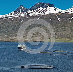 Aquaculture salmon fish farm