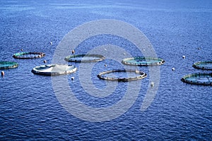 Aquaculture settlement, fish farm with floating circle cages