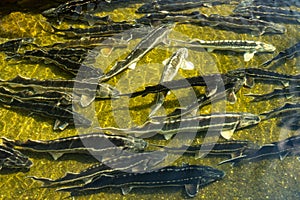 Aquaculture Sturgeon fish faming