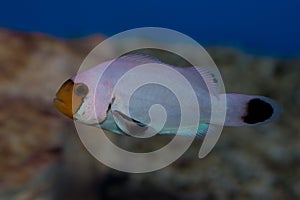 Aquacultured Designer Percula Clown fish