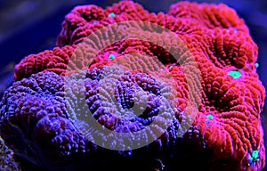 Aquacultured Favia LPS coral - Favia sp.