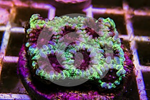 Aquacultured Favia LPS coral - Favia sp.