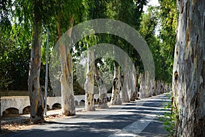 Aquaduct along the eucalyptus alley in the village of Kolympia. Rhodes, Greece