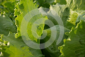 Aquaponic lettuce photo