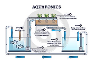 Aquaponics food production with hydroponics plants and fishes outline diagram photo