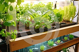 aquaponics system, with close-up of the fish and plant ecosystem